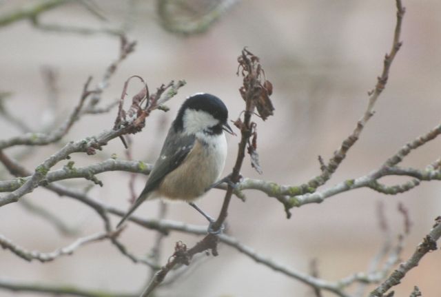 coaltit.jpg