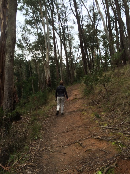 walking through tall trees