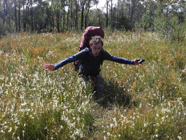 Wild flowers